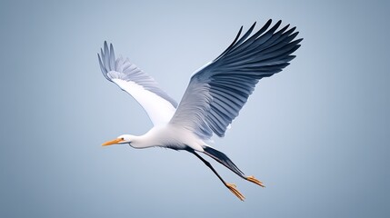 Obraz premium Graceful bird soaring through the sky against a soft blue backdrop.