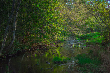 river in the forest