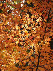 陽光のおろし金