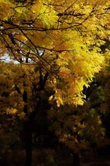 Autumn forest landscape. Yellowed leaves on trees in a national park. Orange and green shades of deep autumn. Calm and windless sunny weather.