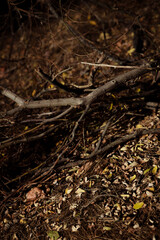 Autumn forest landscape. Yellowed leaves on trees in a national park. Orange and green shades of deep autumn. Fallen dry branches. Danger of forest fires.