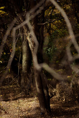 Autumn forest landscape. Yellowed leaves on trees in a national park. Orange and green shades of deep autumn. Fallen dry branches. Danger of forest fires.