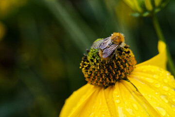 bee on yellow flower