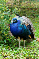 Fototapeta premium peacock in the garden