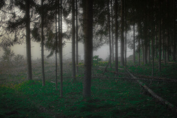 Obraz premium Forest mist 2