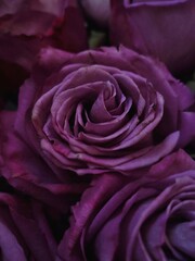 Beautiful purple roses close up. Bouquet of magenta roses. Pink rose.pink rose close up. Background of purple pink roses close up.macro photography of a rose.Lilac roses. gorgeous roses