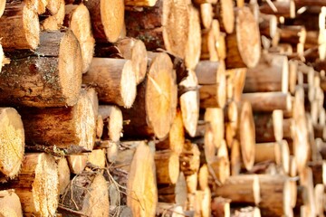 wood, firewood, timber, tree, stack, pile, cut, lumber, woodpile, forest, nature, logs, texture, trunk, brown, wooden, trees, forestry, pattern, stacked, natural, bark, material, logging, background