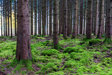 trees in the forest