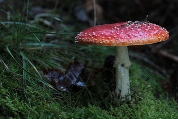 mushroom, red, toadstool, autumn, nature, fungus, forest, agaric, amanita, poisonous, fly agaric, fly, poison, toxic, fungi, grass, white, wood, cap, plant, amanita muscaria, season, danger, muscaria,