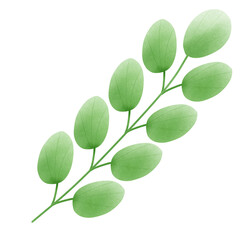 green leaf isolated on white background