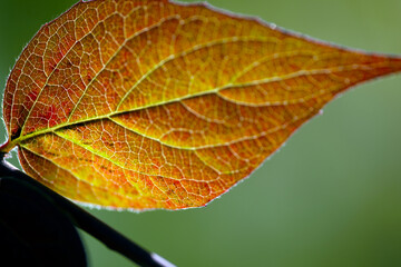 close up of a leaf, nacka,sverige,sweden,stockholm,autumn