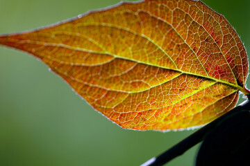 close up of leaf, nacka,sverige,sweden,stockholm,autumn