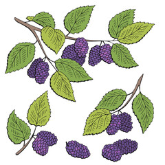 Mulberry berry branch graphic color isolated set sketch illustration vector