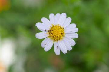 white daisy flower