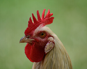 Head shot of Rooster