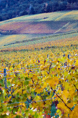 Fototapeta premium Vignes en automne dans le Canton du Valais, dans les montagnes suisses