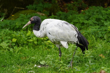 Black-necked Crane (Grus nigricollis) Gruidae family, Vogelpark Walsrode, Germany.