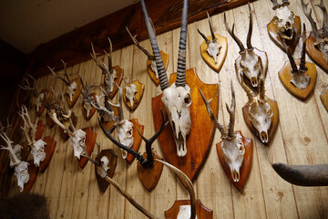 Stuffed animals, bones and skeletons of various animals in anatomy museum