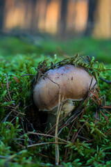 Grzyb, Bory Tucholskie  © Patryk