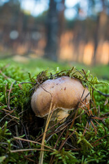 Grzyb, Bory Tucholskie  © Patryk