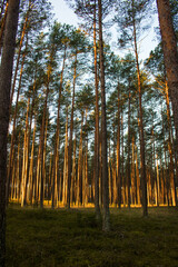 Las, Bory Tucholskie 