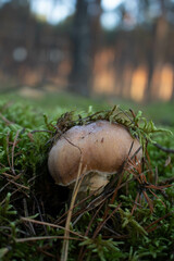 Grzyb, Bory Tucholskie  © Patryk