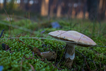 Grzyb, Bory Tucholskie  © Patryk