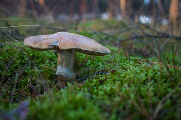 Grzyb, Bory Tucholskie  © Patryk