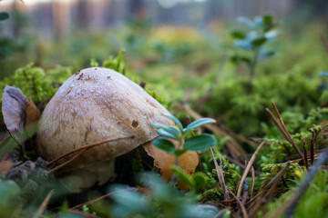 Grzyb, Bory Tucholskie  © Patryk