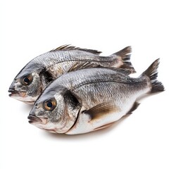 Obraz premium Sea bream, isolated on white.