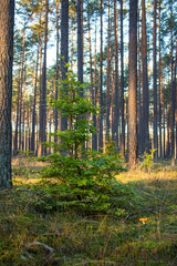 Fototapeta premium Drzewo Bory Tucholskie 