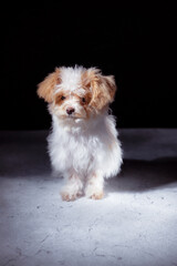Studio portrait of white maltese adorable puppy. Portrait of a small dog. Small puppy of toypoodle breedon a light wooden background. Cute dog and good friend. Pet grooming concept.