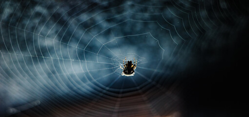 spider on the web