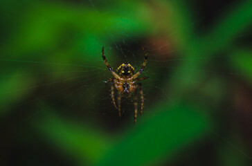 spider on a web