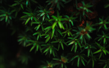 leaves in the forest