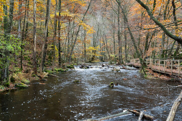 S?der?sen national park during autumn in southern Sweden. Nature background.
