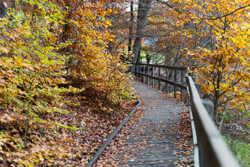 S?der?sen national park during autumn in southern Sweden. Nature background. © Elena Sistaliuk
