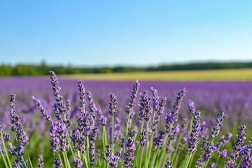 Lavender Fields in Full Bloom Under Clear Skies