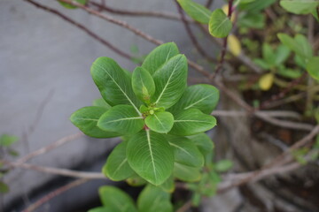 close up of leaves