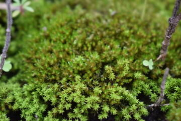 green moss on the ground
