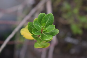 close up of leaves