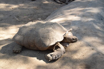 Tortoise Resting in a Natural Habitat Under Shaded Trees