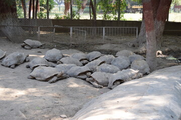 Group of Tortoises Resting in a Natural Habitat Under Shaded Trees