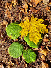 Autumn maple leaves on the ground in the forest, top view