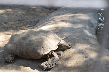 Tortoise Relaxing in a Natural Habitat