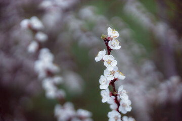 Flowering branch of tree. Spring flowering trees. Macro photography of an open flower.