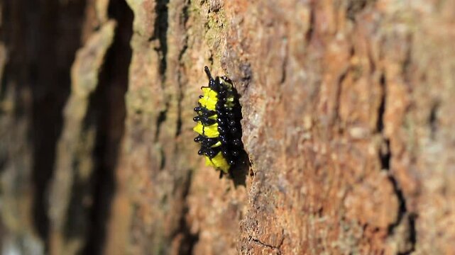 Moth larvae. Family of Zygaenidae. Close up video of moth that is active during the day brightly colored is moving up the tree. It is commonly found in Thailand.
