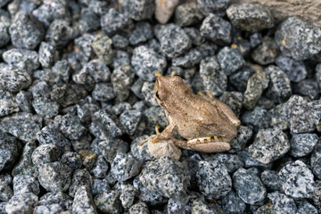 ニホンアマガエル