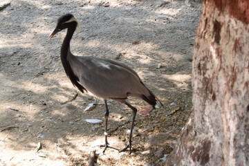 grey crowned crane, Elegant Crane Walking in Nature