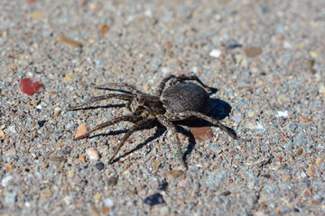 a black spider is crawling on the asphalt ground macro  